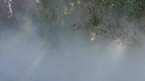 Misty forest scene Stock Footage 37460417