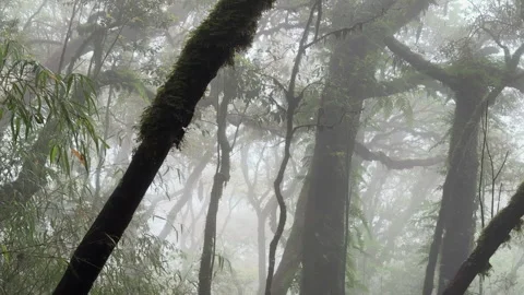 Misty forest scene with tall tree trunks fading into fog in Tà Xùa Primeval Stock Footage 345138559