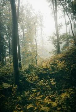 Misty forest scenery Stock Photos