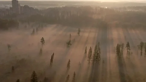 Misty forest in shining sun rays Stock Footage 167904049