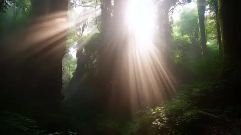 Misty Forest with Sunbeams Stock Footage 285307870
