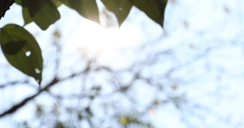 Misty forest with sunlight rays through the tree leaves in tropical forest Stock Footage 194221241