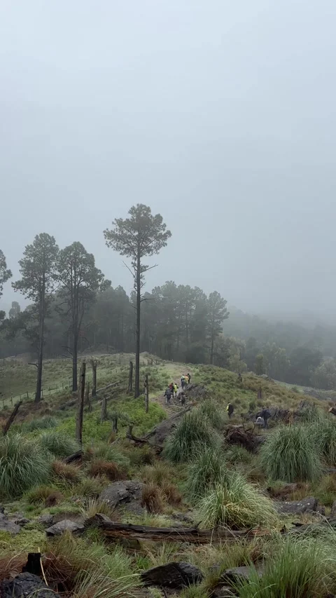 Misty Forest with Tall Pine Trees Stock Footage 312629509