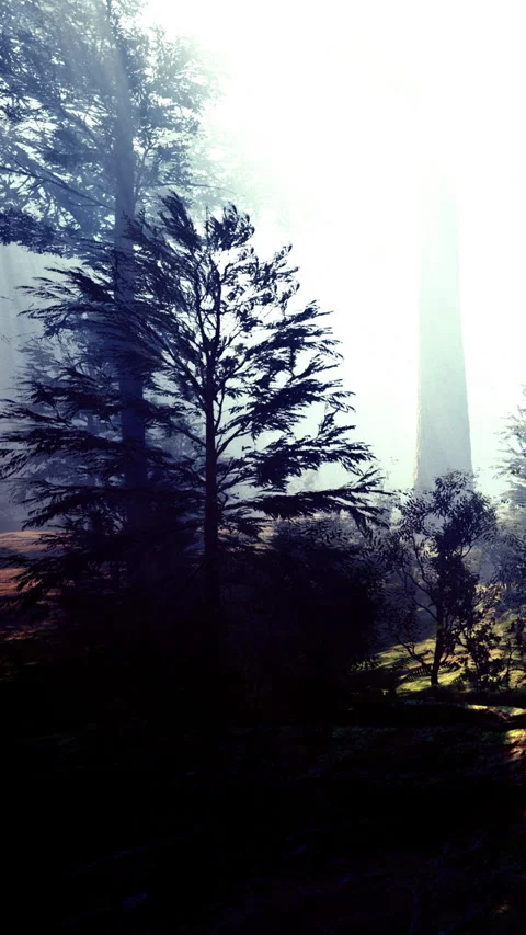 Misty forest with tall trees and diffused light in the morning Video stock 334109915