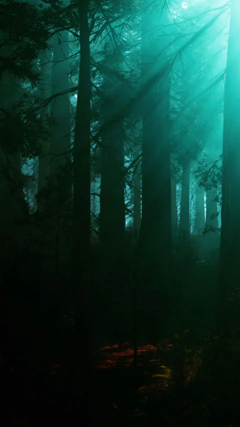 Misty forest with tall trees and light beams shining through Stock Footage 340636988