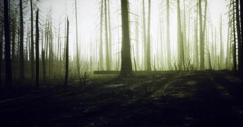 Misty forest with tall trees and low light at dawn creating an eerie atmosphe Ilustração Stock