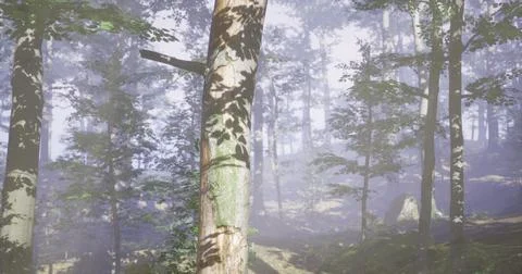 Misty forest with tall trees and soft sunlight filtering through leaves Stock Illustration