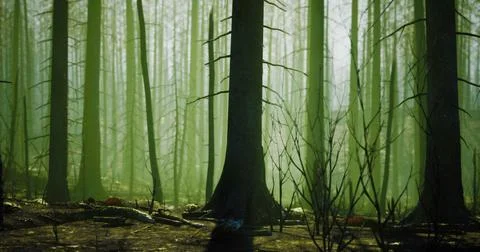 Misty forest with tall trees and soft green light during early morning hours Ilustração Stock