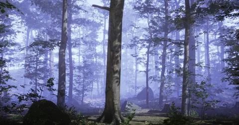 Misty forest with tall trees and subtle blue lighting during early morning Stock Illustration