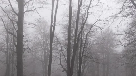 Misty forest top of trees Stock Footage 157485186