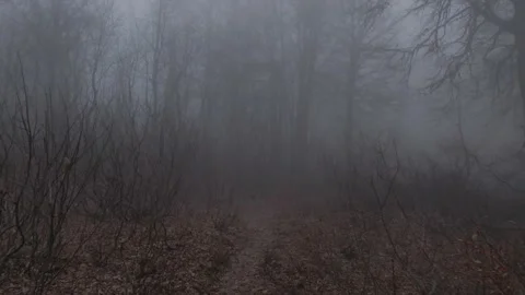 Misty forest toward the mist Stock Footage 157485180
