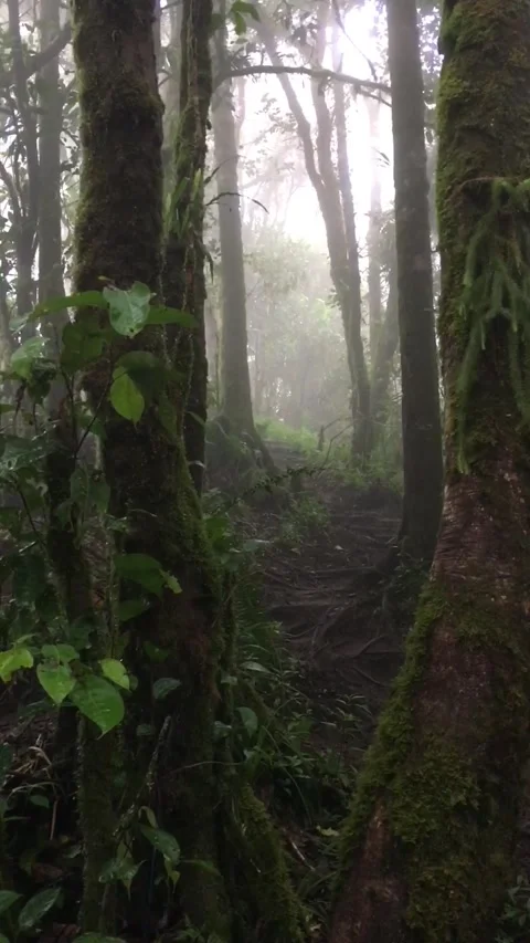 Misty Forest Trail Between Moss Covered Trees in the Mountains Stock Footage 344686745
