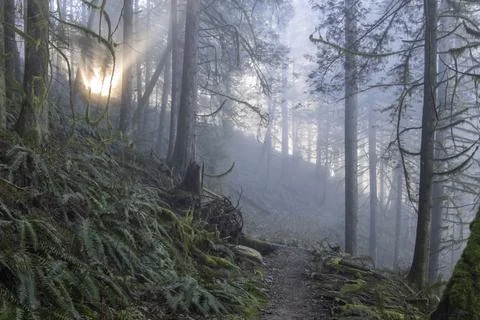 Misty forest trail at dawn with rays of sunlight breaking through trees Stock Photos