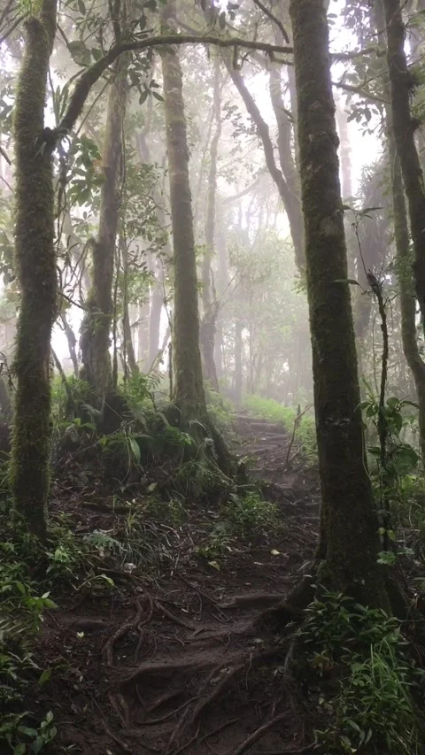 Misty Forest Trail with Natural Steps, Mount Canar, Garut, West Java, Indonesia. Видео 343209681