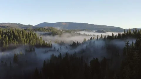 A misty forest with trees and mountains in the background Stock Footage 273742887