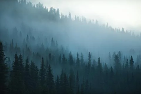 Misty Forest Trees Background Stock Photos