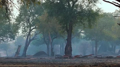 Misty Forest Trees in Soft Light Stock Footage 321837693