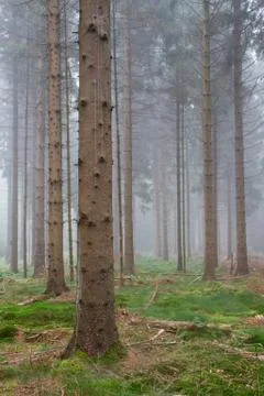 Misty forest, vertical Stock Photos