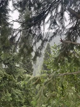 Misty Forest View Stock Photos