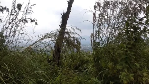 Misty Forest View Title: Stock-Footage 329460928