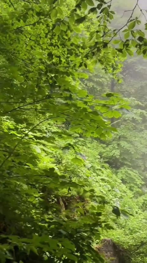 Misty Forest Waterfall and Lush Green Canopy Video stock 341628898