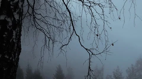 A misty forest where bare birch branches Stock Footage 321467615