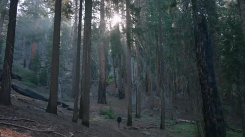 Misty Forest Wildlife Stock Footage 342736972
