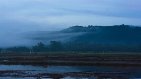 Misty formation in paddy field 4K 24 HQ Video stock 88922201
