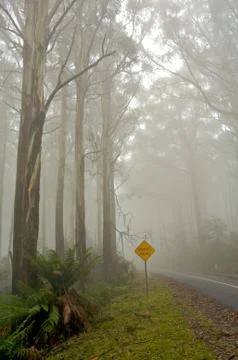 Misty forrest 스톡 사진