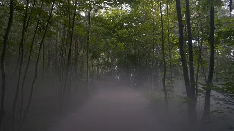 Misty Forrest Trail Video stock 113633498