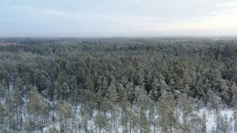 Misty Frosty Forest Stock Footage 229410004