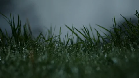 Misty Grass Stock-Footage 118467801