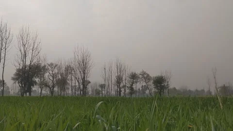 Misty Green Fields and Silhouetted Trees Landscape Video Clip Stockbeeldmateriaal 331765446