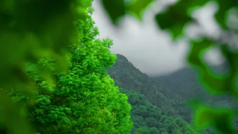 Misty Green Mountain Peaks Framed by Lush Leaves Stock-Footage 335549530