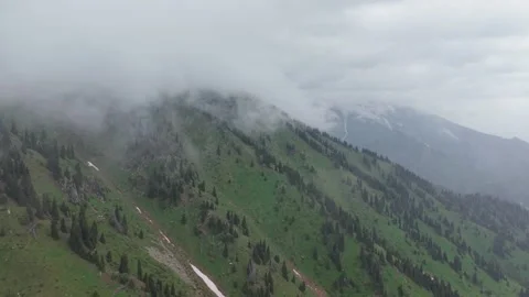 Misty Green Mountainside with Pine Trees Stock Footage 345387850