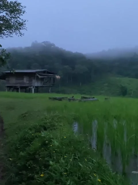 Misty Green Rice Fields and Traditional Rural House 库存影片 341319268