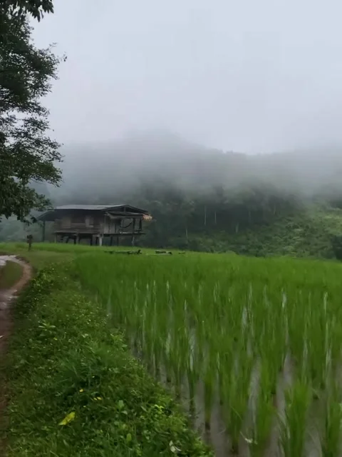 Misty Green Rice Fields and Rural Countryside Vídeos de archivo 341319271