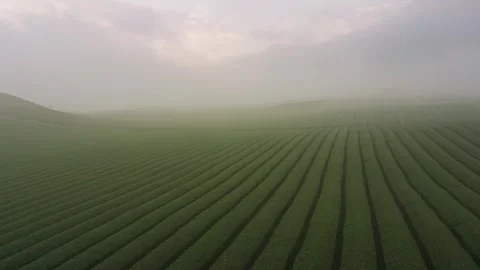 Misty Green Tea Hills in Moc Chau, Vietnam Stock-Footage 344953576