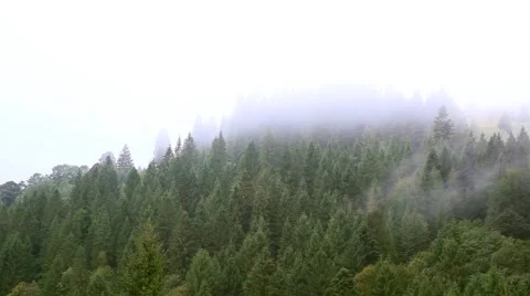 Misty haze over the trees Stock Footage 62468481