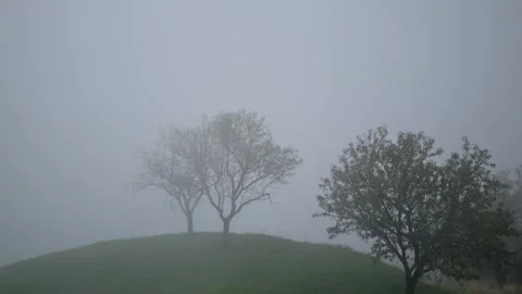 Misty Hill with Bare Trees in Dense Fog Stock Footage 320830663