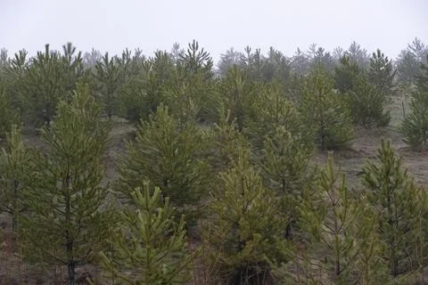 Misty Hillside with Young Pine Trees Stock Photos