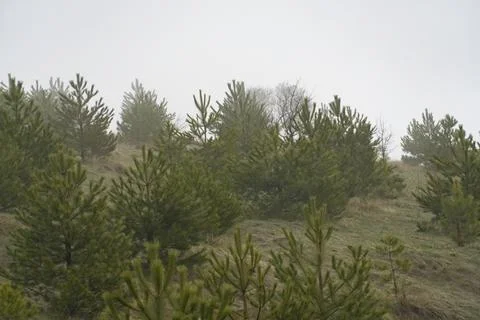 Misty Hillside with Young Pine Trees Stock Photos