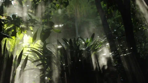 Misty jungle background Stock-Footage 39209437