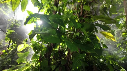 Misty Jungle Floor 4k, Pothos Vines, God Sun Rays, Slider Right to Left Stock Footage 323463653