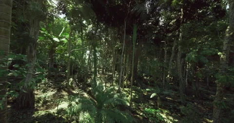 Misty jungle undergrowth with concealed creatures and twisting roots Stock Footage 333557430