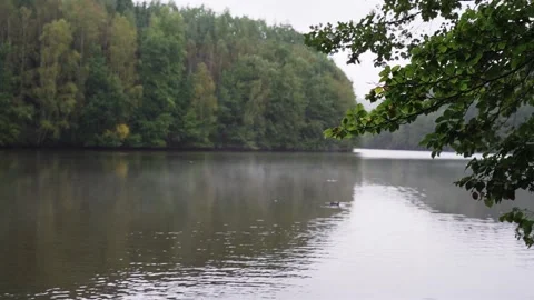 Misty lake in a forest Stock Footage 144453958