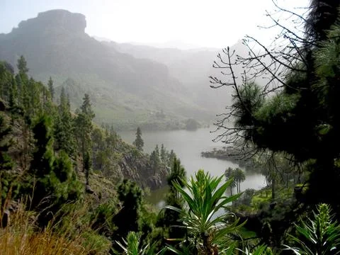 Misty Lake Stock Photos