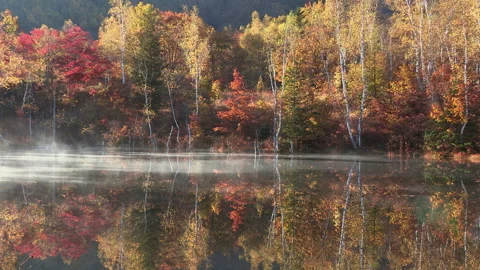 Misty Lake Shore Video stock 330759563