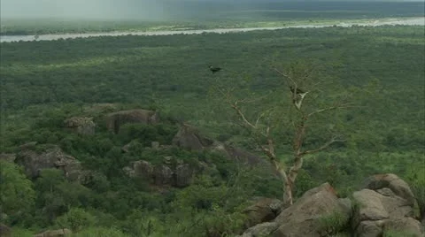 Misty landscape after rain with crows in tree Stock Footage 10846075