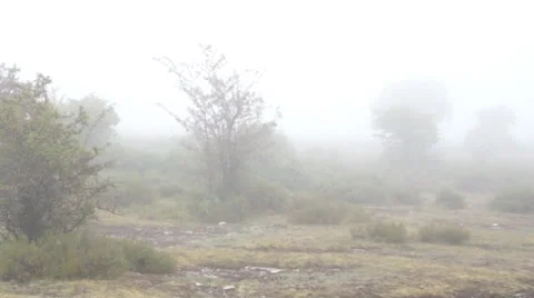 Misty Landscape with eerie Trees Video stock 34024884